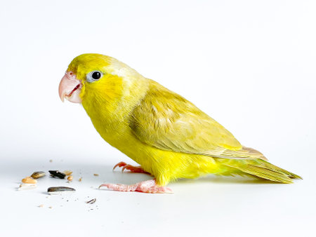 Forpus parrot bird on the white backgroundの写真素材