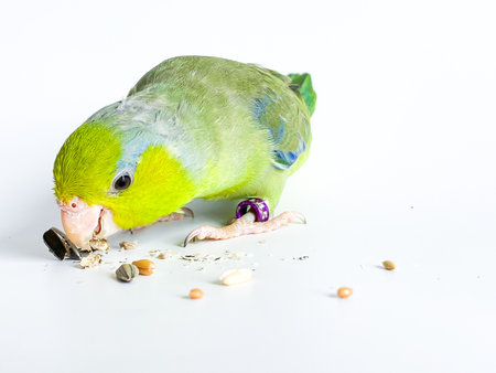 Forpus parrot bird on the white backgroundの写真素材