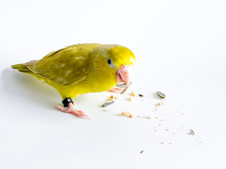Forpus parrot bird on the white background