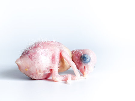 New born Forpus parrot bird on the white background