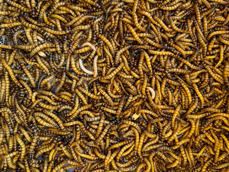 Lot of mealworms in the tray for sale, bird foodの写真素材