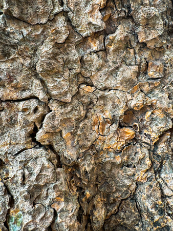 Tree Bark as the Background texture