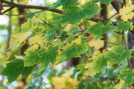 Autumn leaves on a tree at sweden gothenburg