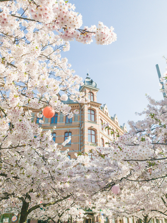 Beautiful cherry blossom flowers with a building in back ground Gothenburg Swedenのeditorial素材