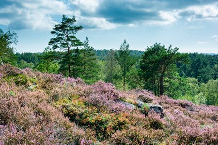 Green trees with blue sky in the backgound and pink red violet heather as foreground, Gothenburg Swedenの写真素材