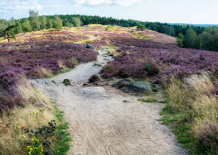 Walking track amidst pink heather growth on top of mountain, Gothenburg Swedenの写真素材