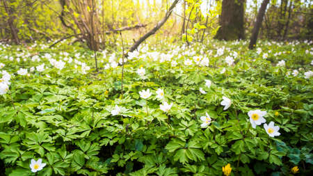 Light green trees next to lake delsjon in gothenburg swedenの写真素材