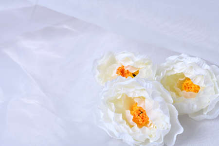White flowers on a white background.の写真素材