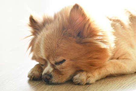 Cute dog Pomeranian beige dogの写真素材