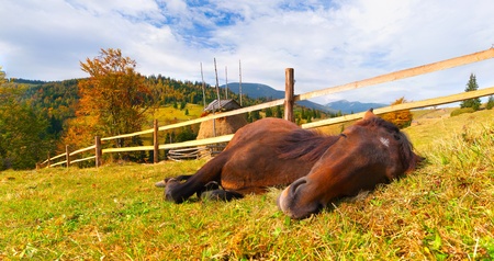 horse in the mountainsの写真素材