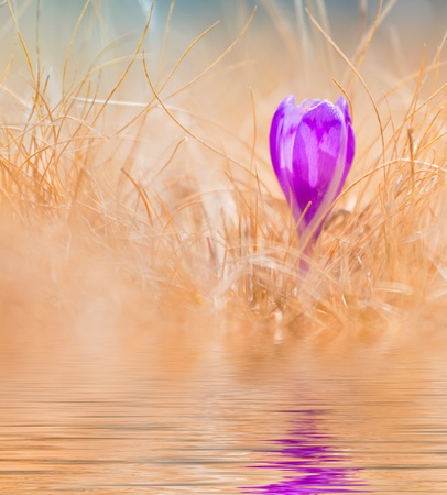 Closeup of crocus with soft focus reflected in the waterの写真素材