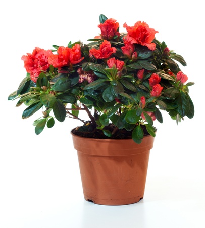 Blossoming plant of azalea in flowerpot isolated on white.の写真素材