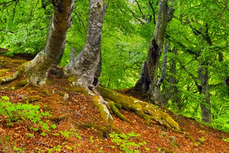 summer forestの写真素材