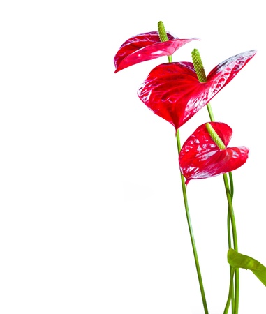 Anthurium Flamingo flowers isolated on whiteの写真素材