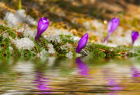 blossom crocus in spring