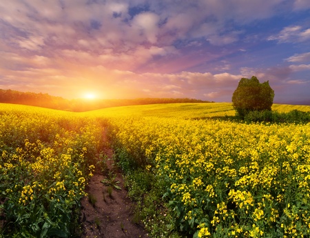 Summer Landscape with a field of yellow flowers. Sunrise