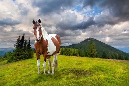 Horse in the mountains at summerの写真素材