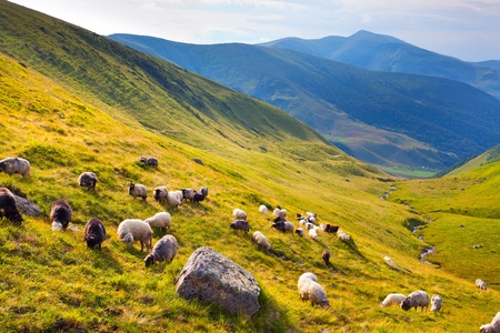 flock of sheep  in the mountains at summerの写真素材