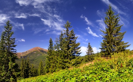 Beautiful summer landscape in the mountainsの写真素材