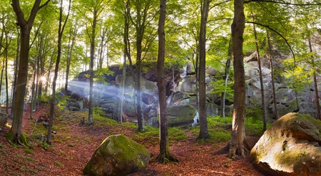 Colorful summer forest at the morningの写真素材