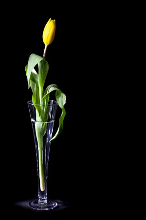 Yellow tulip in glass vase isolated over black backgroundの写真素材