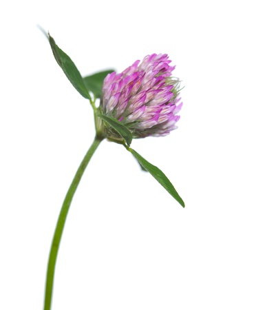 flower bud of clover, isolated on whiteの写真素材
