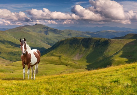 Horse in the mountains at summerの写真素材