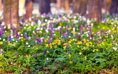 Flowers in spring forestの写真素材