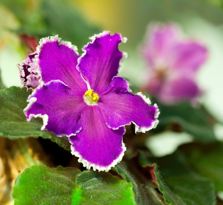 Close up of purple violet in a bunchの写真素材