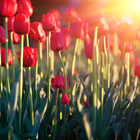 Beautiful red tulip blooms の写真素材