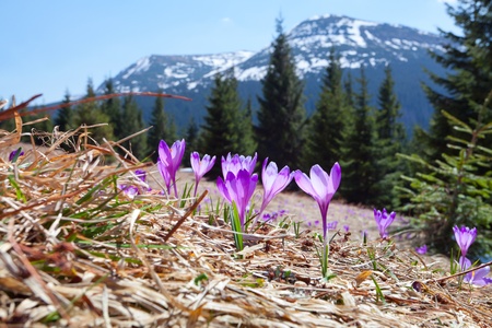 Field of blooming crocuses in the mountains at spring の写真素材