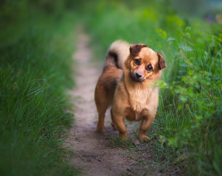 Playful small dog looking plaintive at youの写真素材