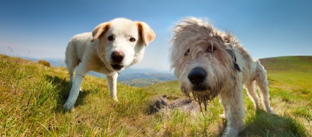 Two dog of the shepherd at summer in the mountainsの写真素材