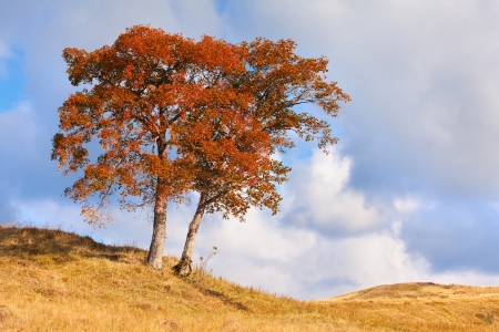 Lonely autumn treeの写真素材