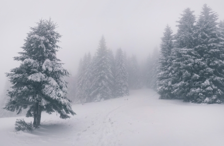 Vintage winter landscape in the forest