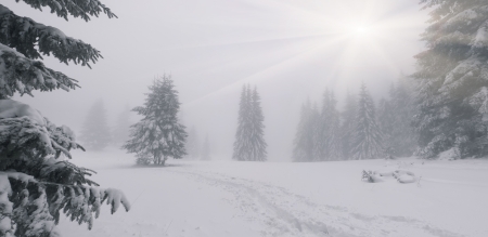 Foggy winter landscape in the forestの写真素材