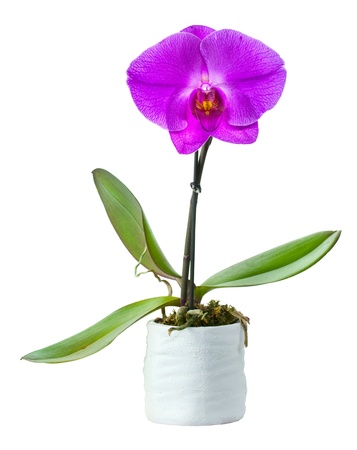 Blossoming plant of small orchid in flowerpot isolated on whiteの写真素材