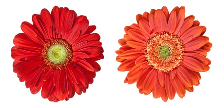 two gerbera flowers in high resolution isolated on whiteの写真素材