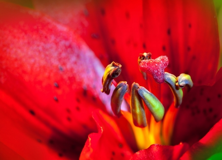 Extreme Macro: red lily used as backgroundの写真素材