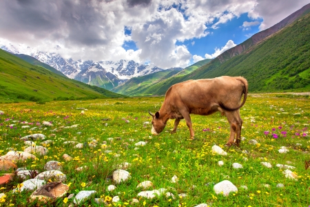Cattle on a mountain pasture  Summer sunny dayの写真素材