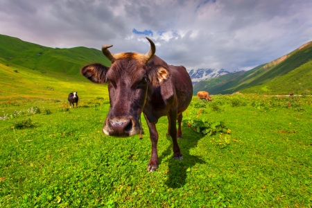 Cattle on a mountain pasture. Summer sunny dayの写真素材
