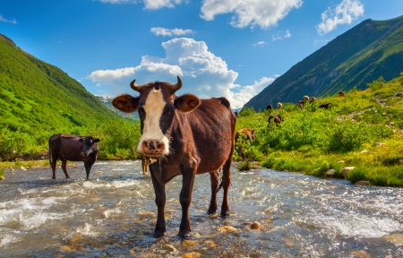 Cattle on the watering in the mountains. Summer sunny dayの写真素材