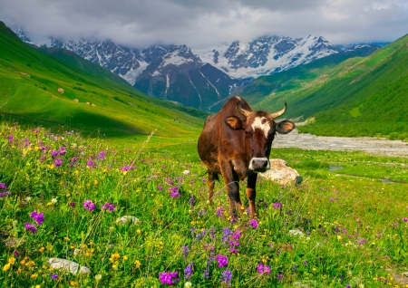 Cattle on a mountain pasture. Summer sunny dayの写真素材