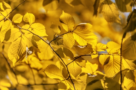 Bright colorful leaves on the branches used as backgroundの写真素材