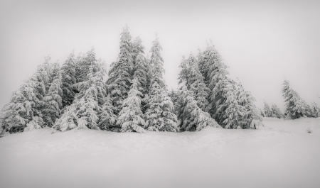Fairy-tales snowfall in winter forest. Vintage stylizedの写真素材