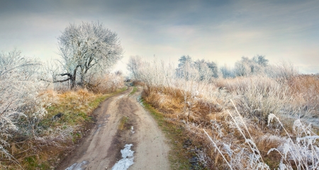 Panorama of the frosty morning in forestの写真素材