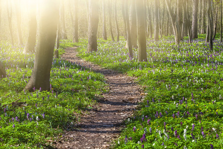 Blooming fields of flowers in spring forestの写真素材