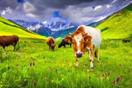 Cattle on a mountain pasture. Summer sunny dayの写真素材