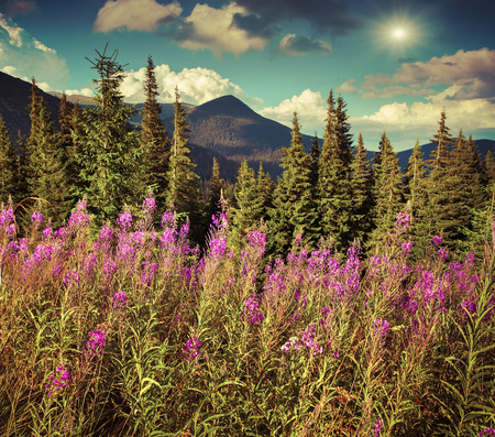 Beautiful summer landscape in the mountains with pink flowers. Retro style.の写真素材