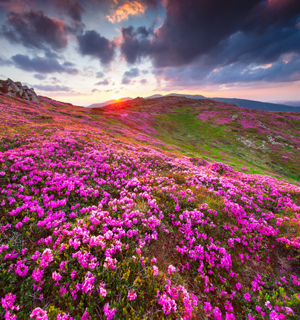 Magic pink rhododendron flowers in the mountains. Summer sunriseの写真素材
